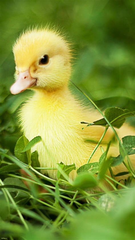 cute duck wallpapers